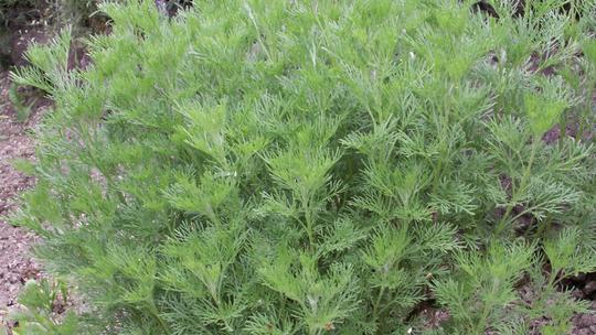 Bildtafeln Kräuter CocaColaStrauch (Artemisia abrotanum var